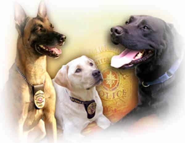 dog intelligence and behavior