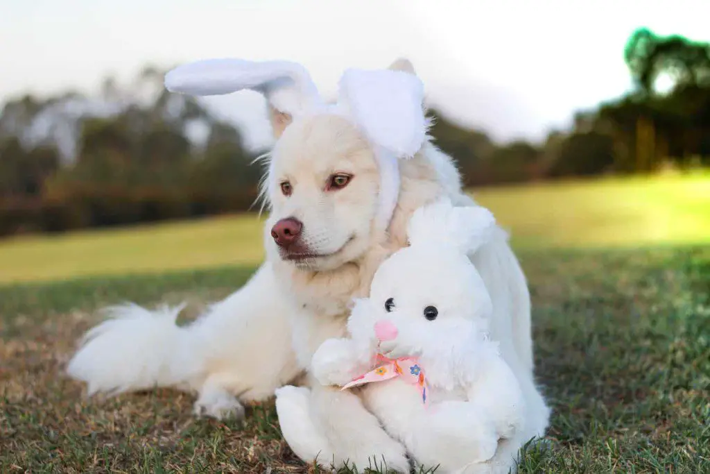 Is That Dog Dressed Like A Bunny?