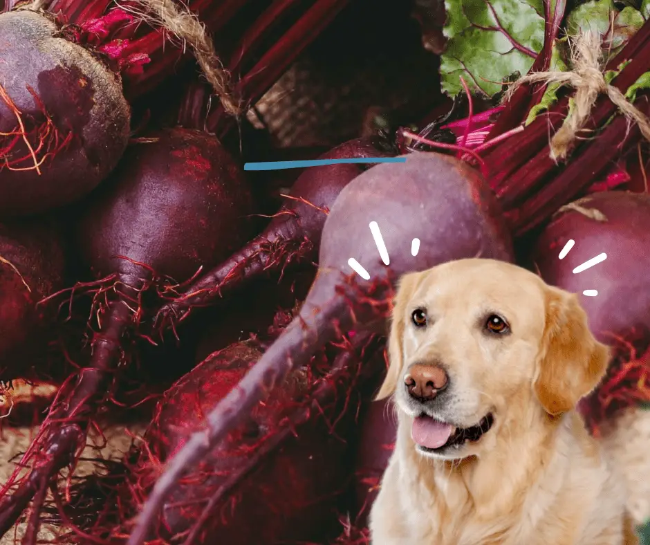 Can Dogs Eat Beetroot