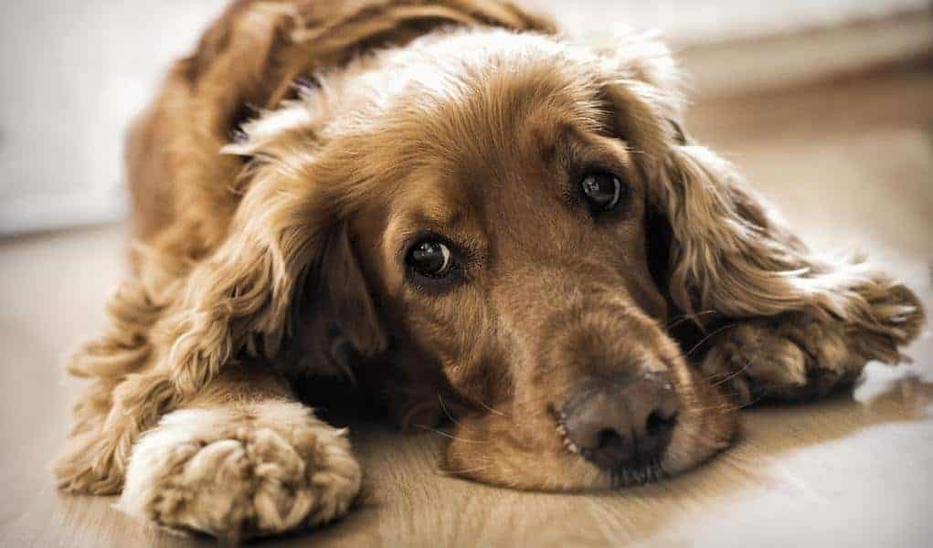 Is CBD Oil Good for Dogs with Anxiety Disorders?