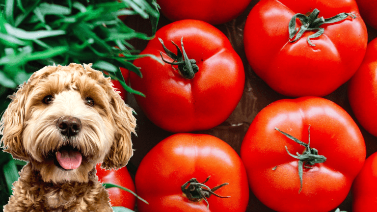 Most Effective Ways To Overcome Can Dogs Eat Tomatoes’s Problem