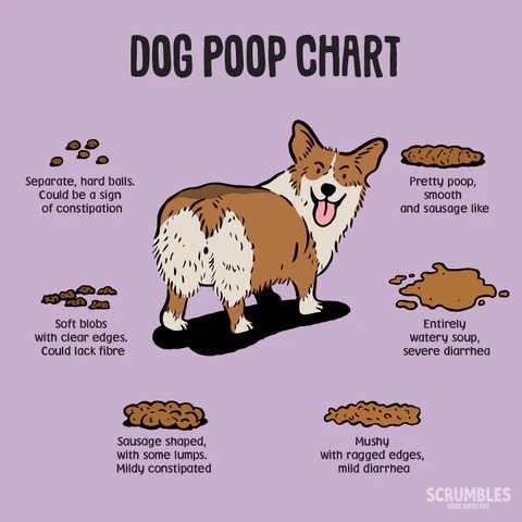 why is my dog pooping 6 times a day