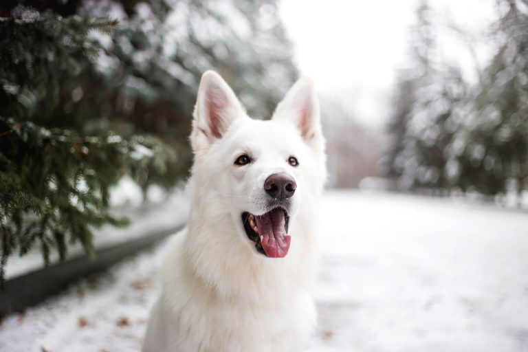 10 Dog Breeds Who Love The Snow
