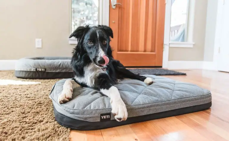 25 Best Large Dog Beds 2022 (Review)