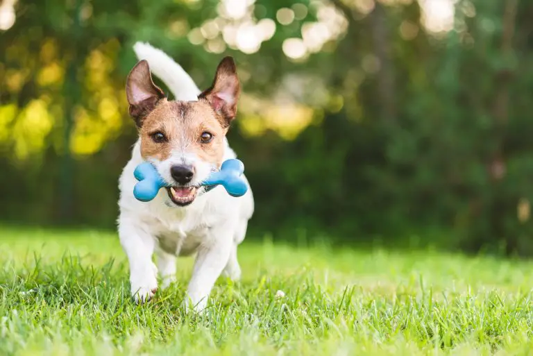 34 Best Dog Toys in 2020 (Review)