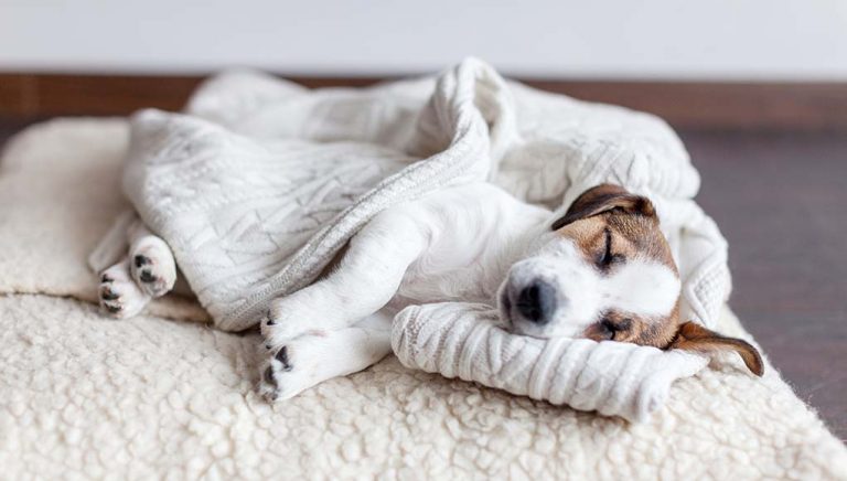 8 Best Dog Blankets in 2022 (Review)