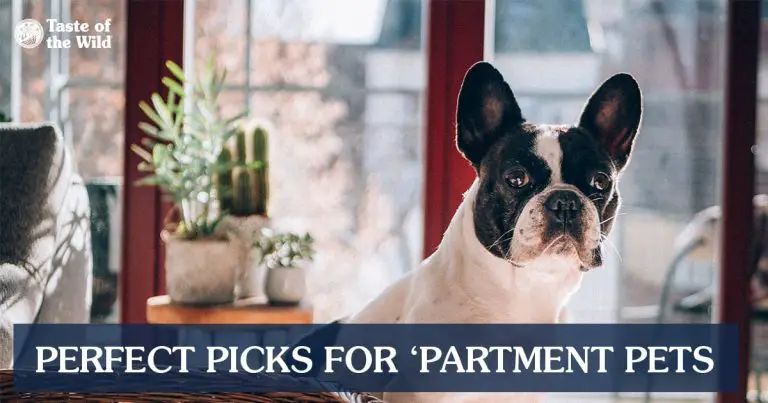 9+ Best Dog Breeds for Apartment Living