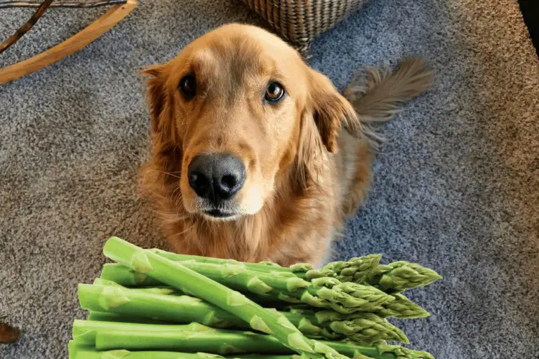 Can Dogs Eat Asparagus? Is it Safe & Digestible for Your Doggy?