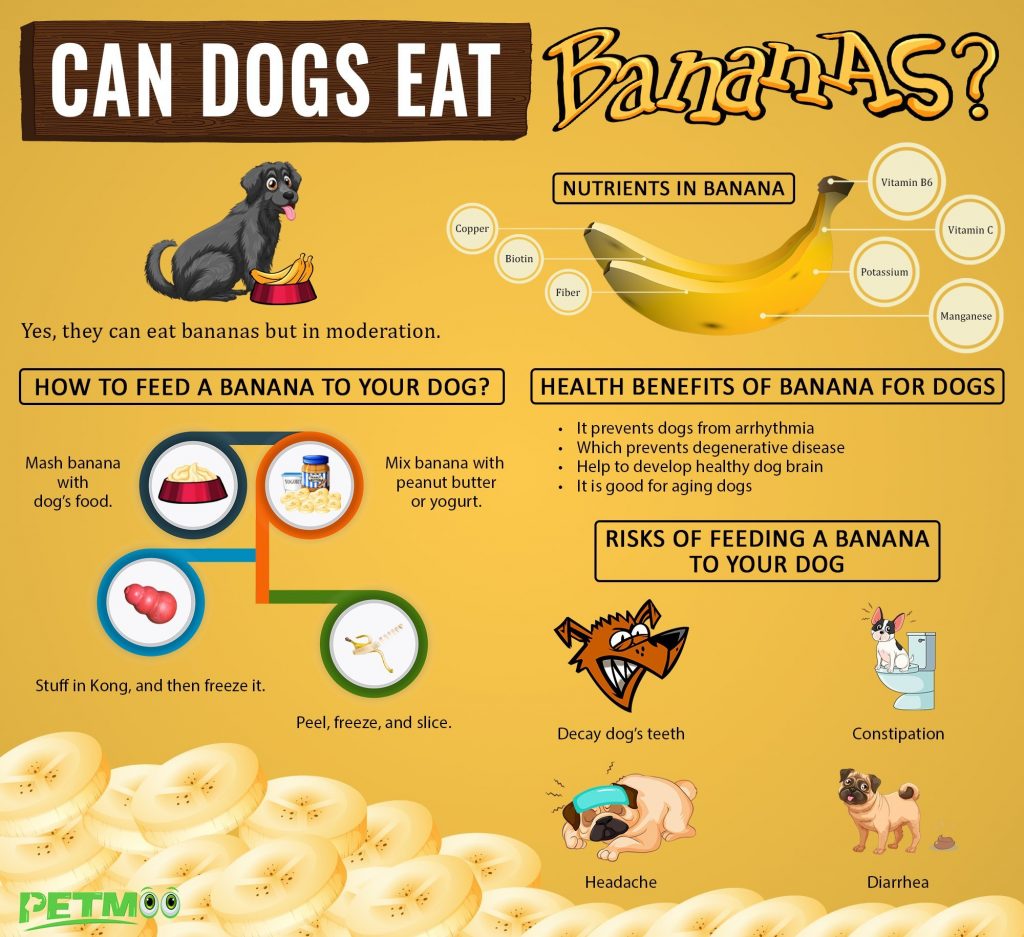 Are Bananas Good for Dogs?