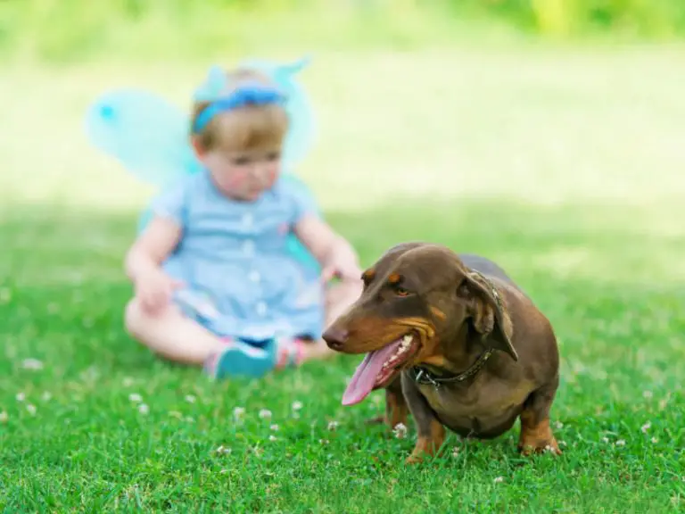 Are Dachshunds Good With Kids?