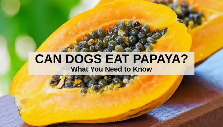 Awesome Things You Didn’t Know About Can Dogs Eat Papaya?