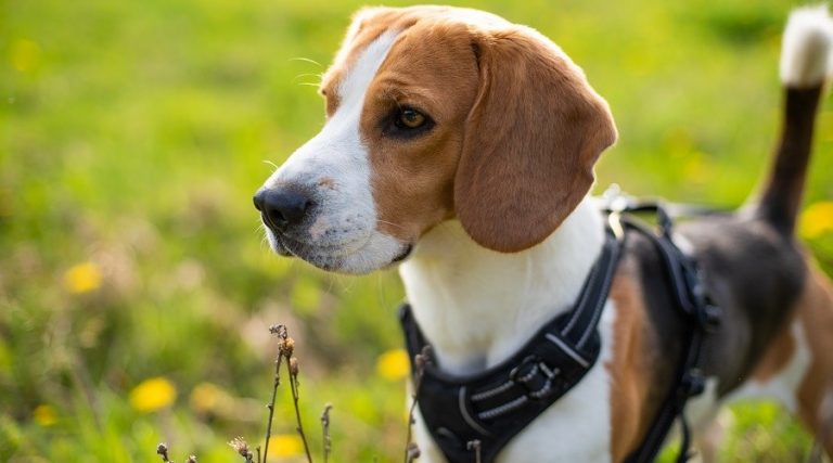 Best Beagle Dog Harnesses