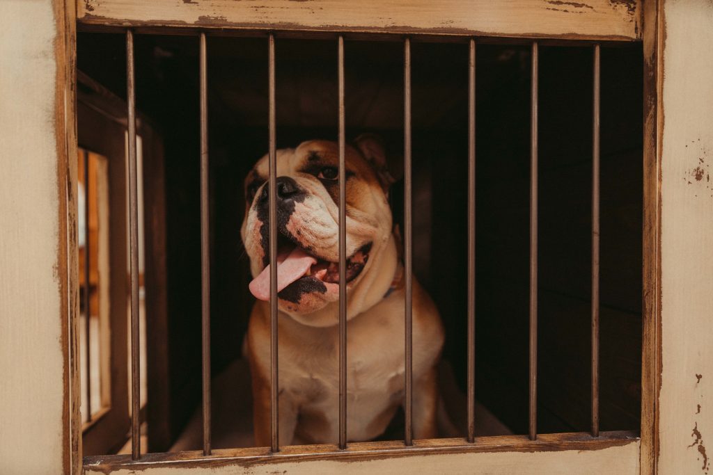 View of Best Bulldog Houses, Kennels, Crates