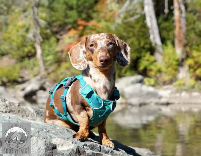 Best Dachshund Dog Harnesses