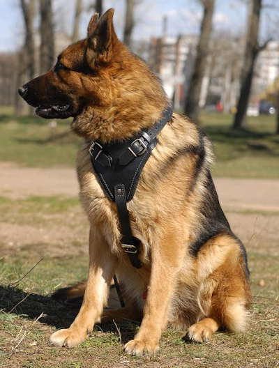 Best German Shepherd Dog Harnesses