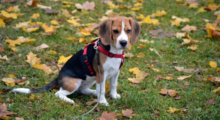 Best Goods for Beagle Puppies (Review)