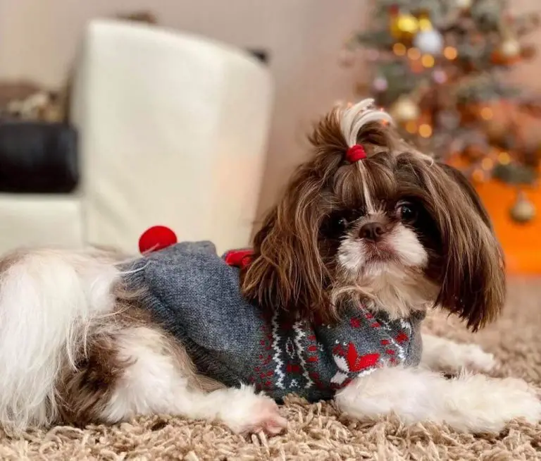 Best Shih Tzu Dog Clothes (Review)