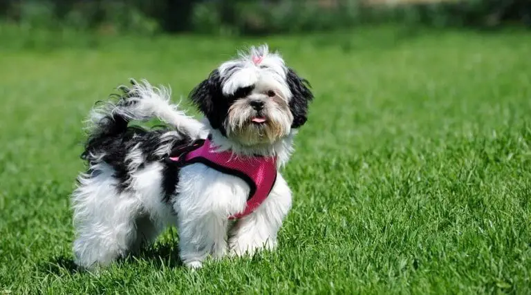 Best Shih Tzu Dog Harnesses (Review)