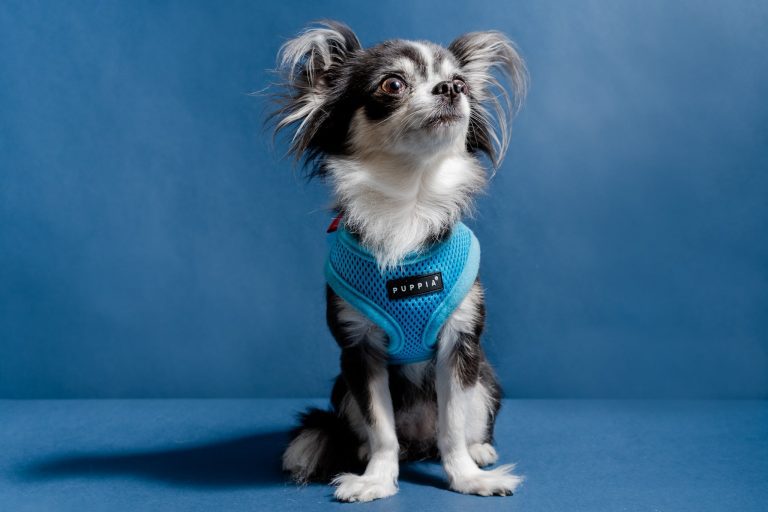 Best Small Dog Harnesses