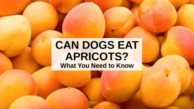 Can Dogs Eat Apricot? The Best Ever Guide.