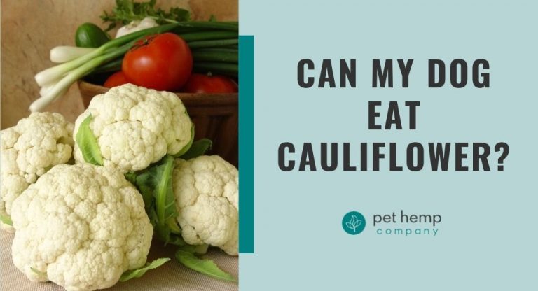 Can Dogs Eat Cauliflower? Try these Furry Recipes!