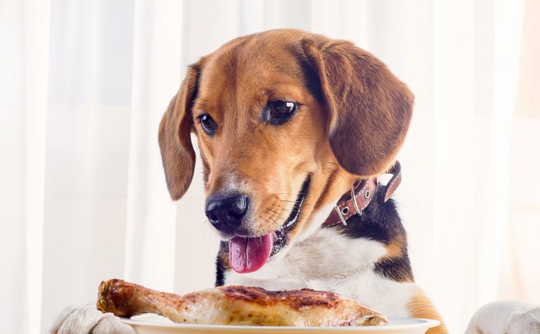 Can Dogs Eat Chicken? Is Chicken Good or Bad For Dogs?