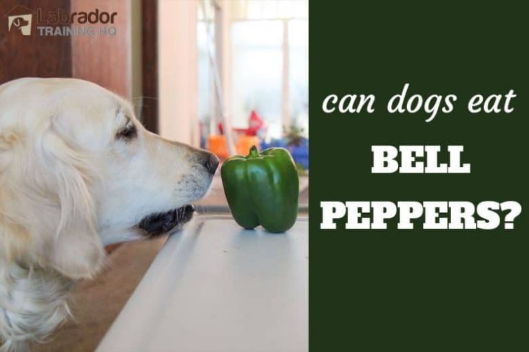 Can Dogs Eat Green Peppers! The Ever Green Info to Know About