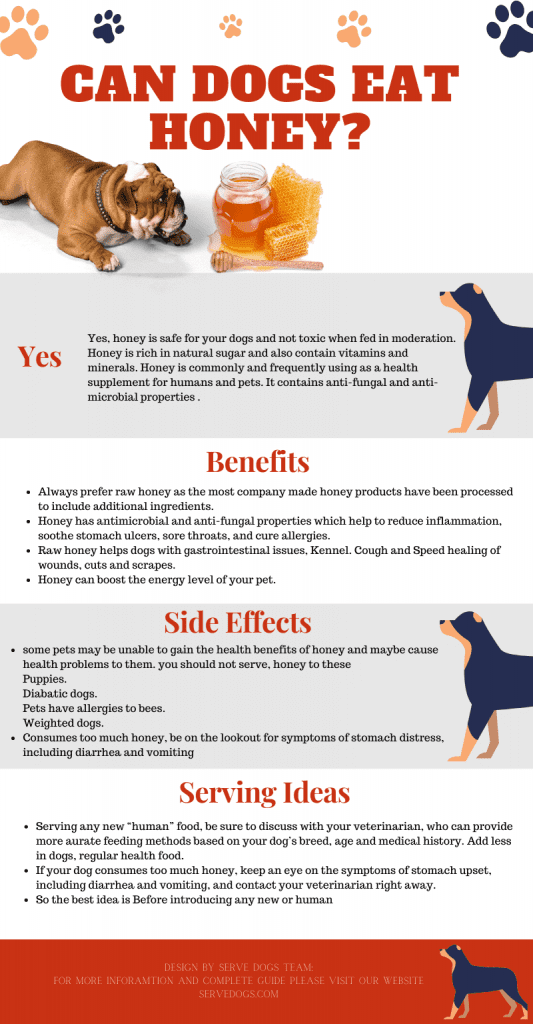 can-dogs-eat-honey-is-it-safe-for-our-dogs-the-best-guide