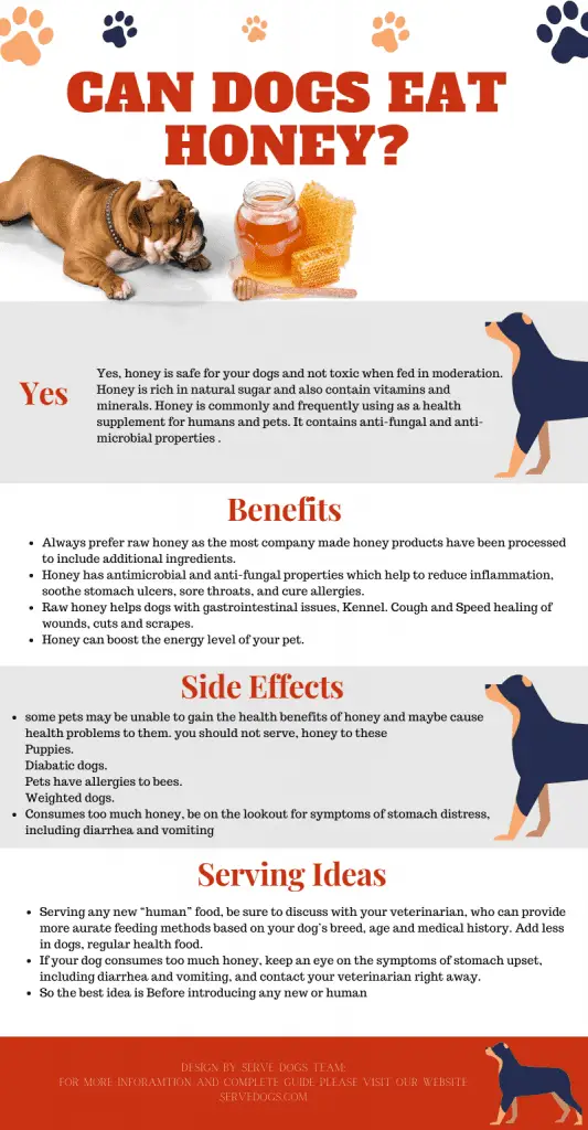 can-dogs-eat-honey-is-it-safe-for-our-dogs-the-best-guide