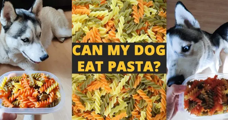 Can Dogs Eat Pasta? The Awesome Guide.