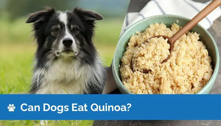 Can Dogs Eat Quinoa? The Simplest Guide.