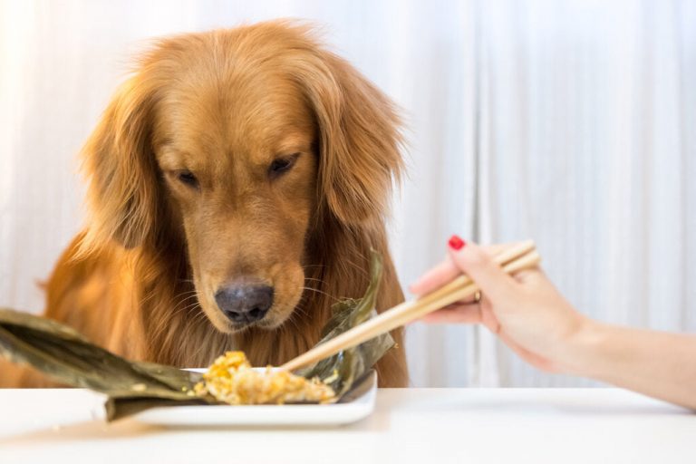 Can Dogs Eat Tofu? The Simplest Guide to Know