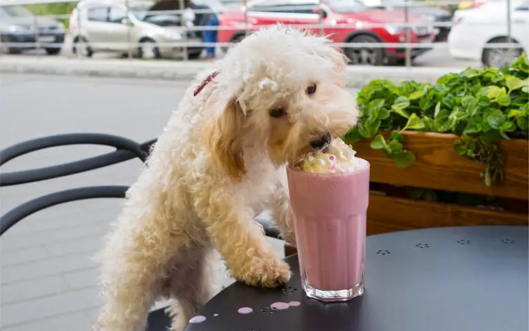 Can Dogs Eat Whipped Cream?