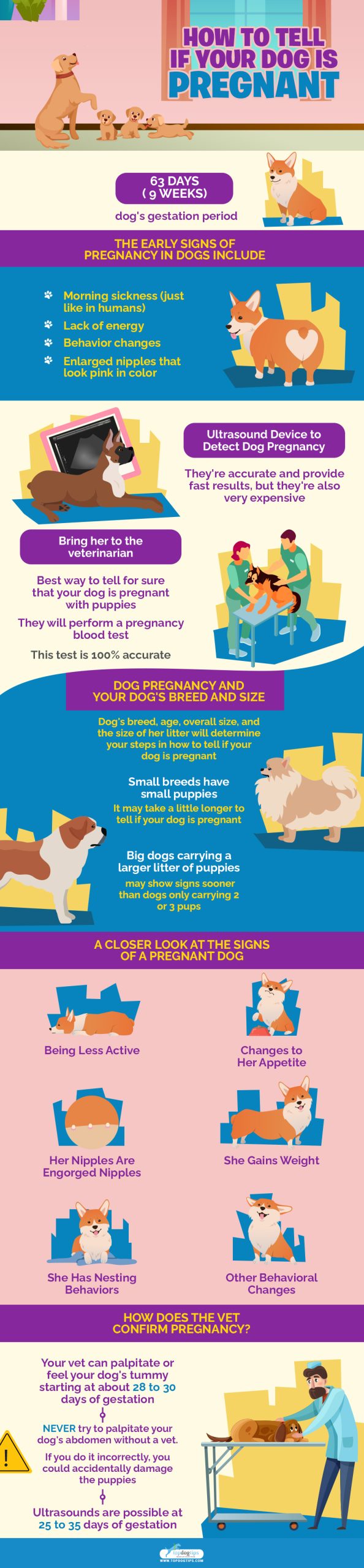 Check if Your Dog is Pregnant?