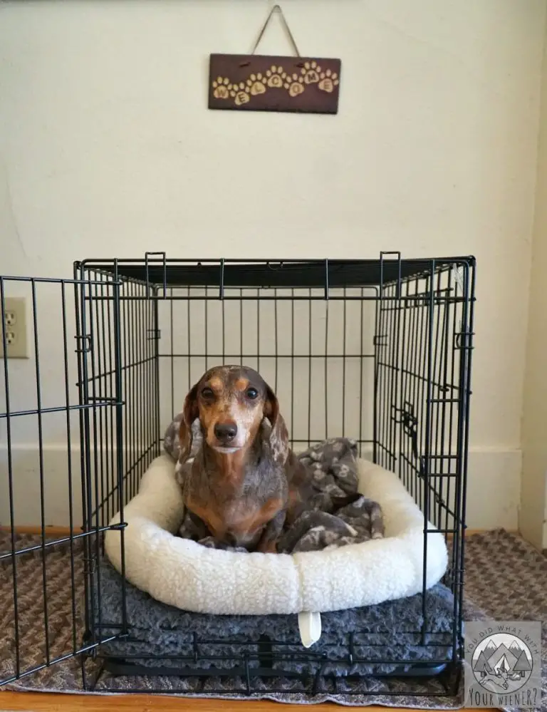 Dachshund Best Houses, Kennels, and Crates (Review)