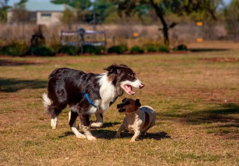 Do Border Collies Get Along With Other Dogs?