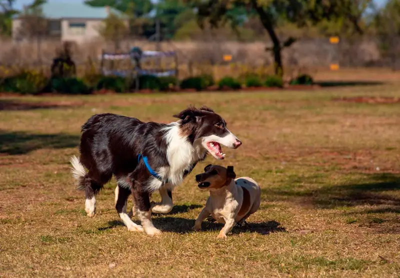 do border collies get along with other animals