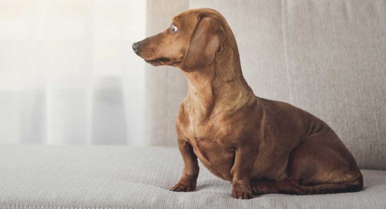 Do Long Haired Dachshunds Shed A Lot?