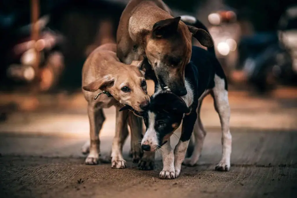 dog-siblings-body-language