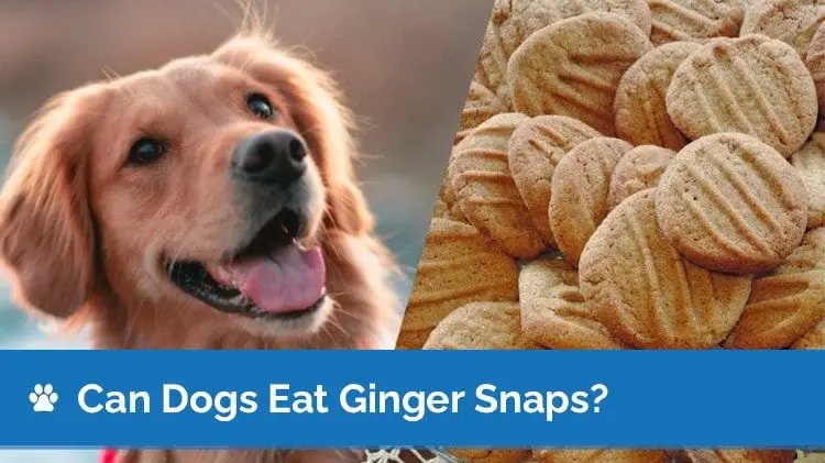 Ginger: Oh Snap, Can My Dog Eat That? Check It Out.