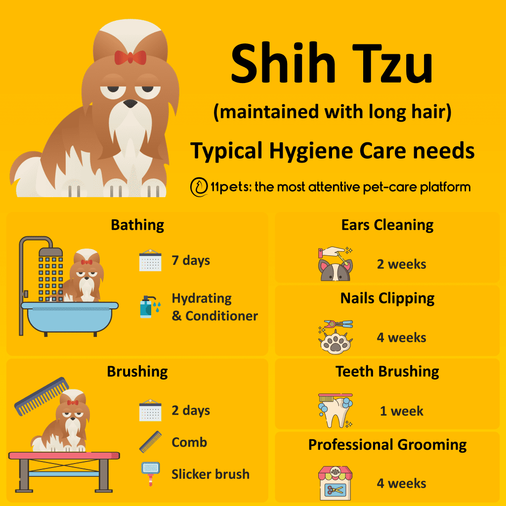 Health Tips For Shih Tzu