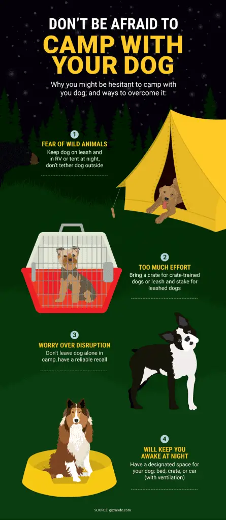 Camping with your Dog