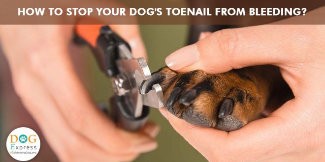 How Do You Stop A Dog’s Toenail From Bleeding?