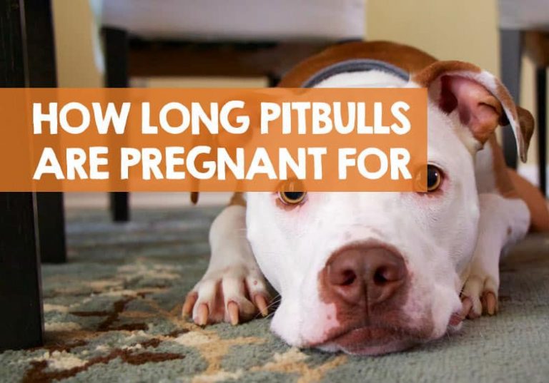 How Long Do Pitbulls Stay Pregnant?
