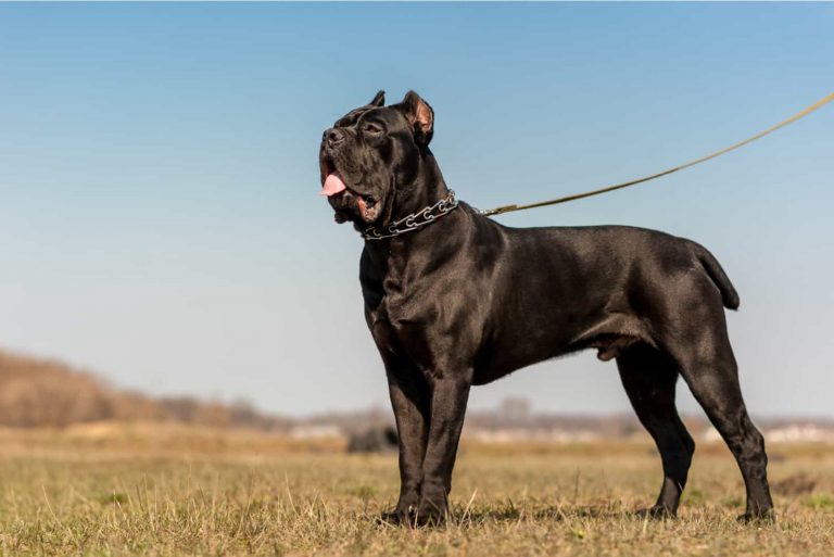 How Much Do Cane Corso Puppies Cost?