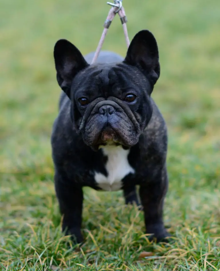 How Much Do French Bulldogs Shed?