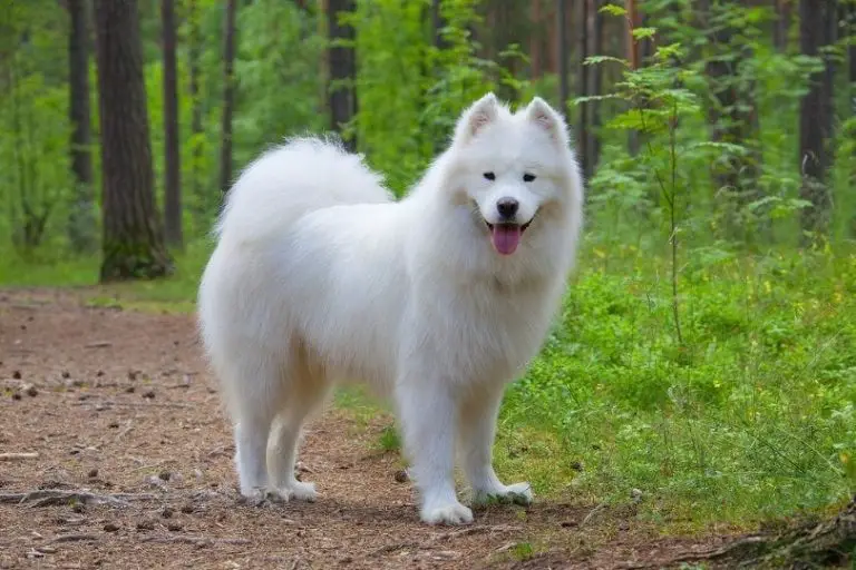 How Much Does A Samoyed Cost?