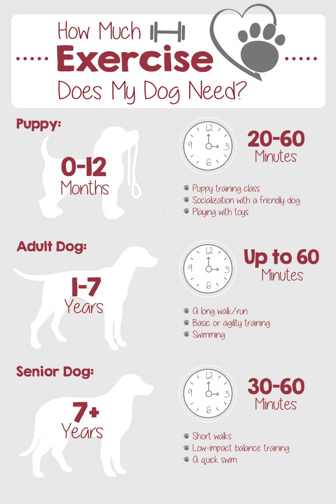 How Much Exercise Does a Dog Need Everyday?