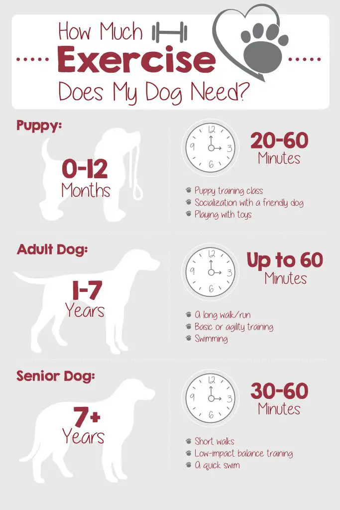 How Much Exercise Does a Dog Need Everyday?