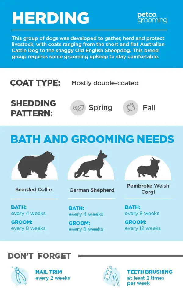 How Often Should You Wash Your Dog?